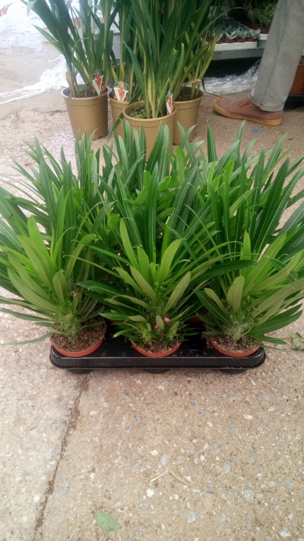 Pachypodium lameri