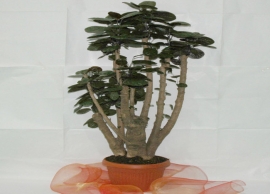 &Pi;&omicron;&lambda;ύ&sigma;&kappa;&iota;&alpha;&sigmaf; 