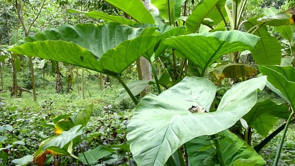 &Tau;&rho;&omicron;&pi;&iota;&kappa;ό&sigmaf; &kappa;ή&pi;&omicron;&sigmaf;:colocasia esculenta