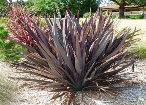 Phormium tenax purpureum