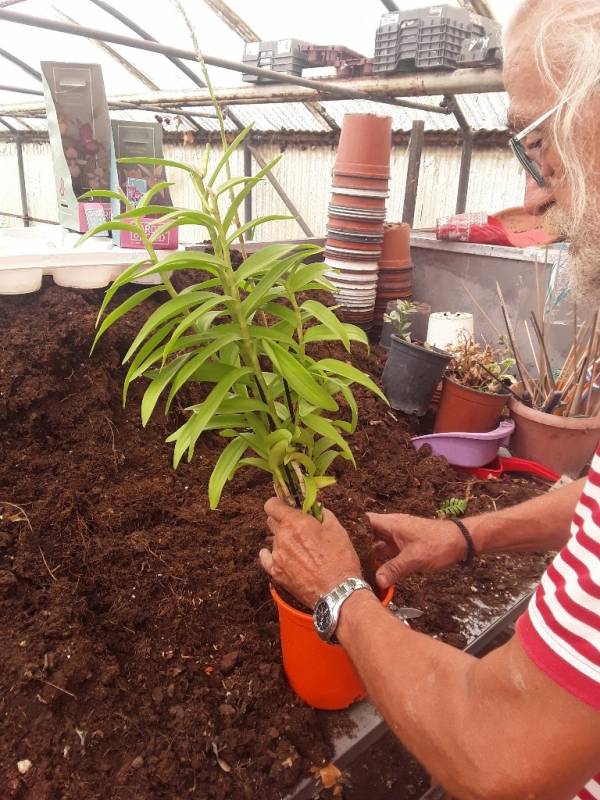 &Mu;&epsilon;&tau;&alpha;&phi;ύ&tau;&epsilon;&upsilon;&sigma;&eta; &epsilon;&pi;ί&delta;&epsilon;&nu;&tau;&rho;&omicron;&upsilon; &sigma;&epsilon; &mu;&epsilon;&iota;&gamma;&mu;&alpha; &chi;ώ&mu;&alpha;&tau;&omicron;&sigmaf; &sigma;&tau;&eta;&nu; &Kappa;&Epsilon;&Nu;&Tau;&Iota;&Alpha;