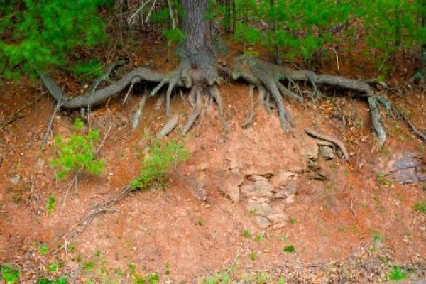 &Alpha;&lambda;&lambda;&omicron;&iota;&omega;&mu;έ&nu;&omicron; &pi;&rho;&alpha;&nu;έ&sigmaf; &pi;&omicron;&upsilon; &tau;&omicron; &sigma;&upsilon;&gamma;&kappa;&rho;&alpha;&tau;&epsilon;ί &mu;ό&nu;&omicron; &eta; &rho;ί&zeta;&alpha; &tau;&omicron;&upsilon; &delta;έ&nu;&tau;&rho;&omicron;&upsilon;