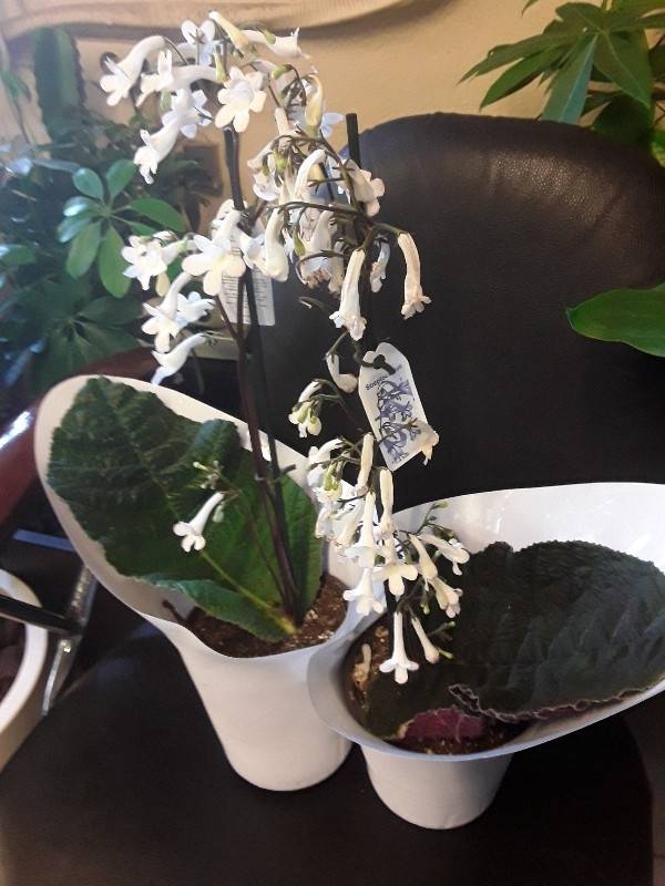 Streptocarpus parfuflora &alpha;&rho;&omega;&mu;&alpha;&tau;&iota;&kappa;ό&sigmaf; &sigma;&epsilon; &lambda;&epsilon;&upsilon;&kappa;ό &chi;&rho;ώ&mu;&alpha;