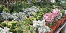 &epsilon;&omicron;&upsilon;&phi;ό&rho;&beta;&iota;&alpha; &lambda;&alpha;&kappa;&tau;έ&alpha;