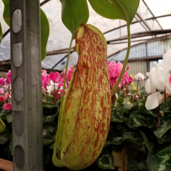 Nepenthes coccinea &sigma;&tau;&eta;&nu; &Kappa;έ&nu;&tau;&iota;&alpha;