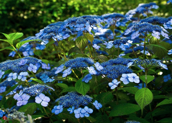 hydrangea macrophylla