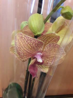 Phalaenopsis Indian summer