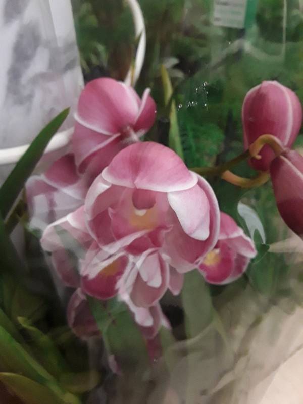 Cymbidium hybrid
