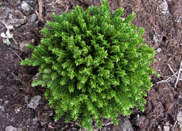 &Phi;&upsilon;&sigma;&iota;&kappa;ή &mu;ό&nu;&omega;&sigma;&eta; &sigma;&tau;έ&gamma;&eta;&sigmaf; &mu;&epsilon; &pi;&alpha;&chi;ύ&phi;&upsilon;&tau;&alpha;