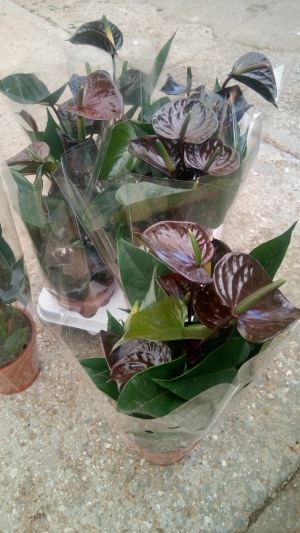 &Mu;&alpha;ύ&rho;&omicron; &alpha;&nu;&theta;&omicron;ύ&rho;&iota;&omicron; &sigma;&epsilon; &mu;&iota;&kappa;&rho;ό &mu;έ&gamma;&epsilon;&theta;&omicron;&sigmaf;