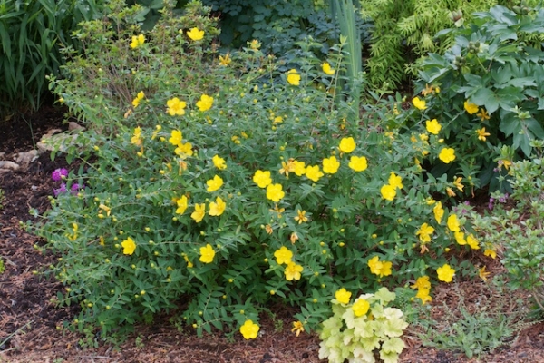 &Sigma;&pi;&alpha;&theta;ό&chi;&omicron;&rho;&tau;&omicron; ή hypericum perforatum: &tau;&omicron; &mu;&alpha;&gamma;&iota;&kappa;&omicron; &alpha;&nu;&tau;&iota;&kappa;&alpha;&tau;&alpha;&theta;&lambda;&iota;&pi;&tau;&iota;&kappa;ό &kappa;&alpha;&iota; &epsilon;&pi;&omicron;&upsilon;&lambda;&omega;&tau;&iota;&kappa;ό &beta;ό&tau;&alpha;&nu;&omicron; 