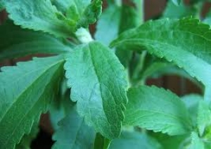 stevia rebauntiana