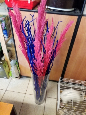 &Sigma;ύ&nu;&theta;&epsilon;&sigma;&eta; &sigma;&epsilon; &gamma;&upsilon;&alpha;&lambda;ί &sigma;&tau;&eta;&nu; &Kappa;έ&nu;&tau;&iota;&alpha;