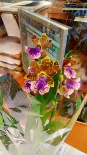 Zygopetalum orchid