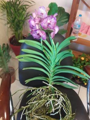 Vanda orchid pink hybrid