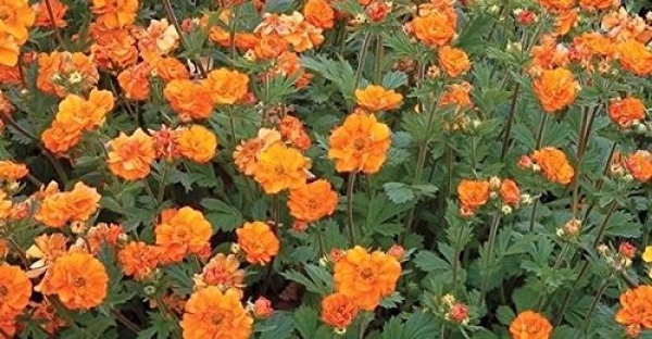 &Pi;&omicron;&lambda;&upsilon;&epsilon;&tau;&epsilon;ί&sigmaf; &kappa;&alpha;&lambda;&omicron;&kappa;&alpha;&iota;&rho;&iota;&nu;έ&sigmaf; &pi;ό&epsilon;&sigmaf; Part 1:geum