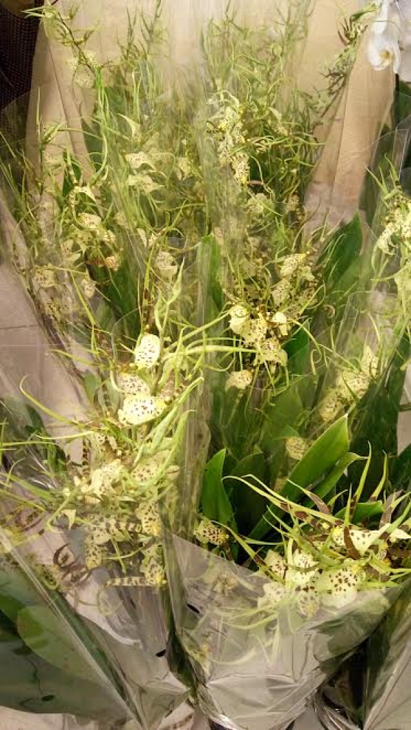 &Omicron;&rho;&chi;&iota;&delta;έ&alpha; &mu;&pi;&rho;ά&sigma;&sigma;&iota;&alpha;