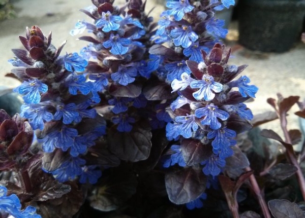 &Alpha;&gamma;&iota;&omicron;ύ&mu;&pi;&alpha; &alpha;&nu;&theta;&iota;&sigma;&mu;έ&nu;&eta; &sigma;&epsilon; &gamma;&lambda;ά&sigma;&tau;&rho;&alpha; 12&epsilon;&kappa;