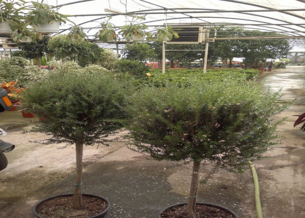 &Lambda;&epsilon;&pi;&tau;ό&sigma;&pi;&epsilon;&rho;&mu;&alpha; &sigma;&tau;&eta;&nu; &Kappa;&Epsilon;&Nu;&Tau;&Iota;&Alpha;