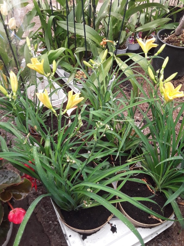 Hemerocalis &sigma;&epsilon; &kappa;ί&tau;&rho;&iota;&nu;&omicron; &chi;&rho;ώ&mu;&alpha;