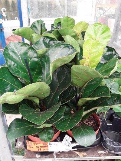 &Phi;ί&kappa;&omicron;&sigmaf; &lambda;&upsilon;&rho;ά&tau;&alpha;