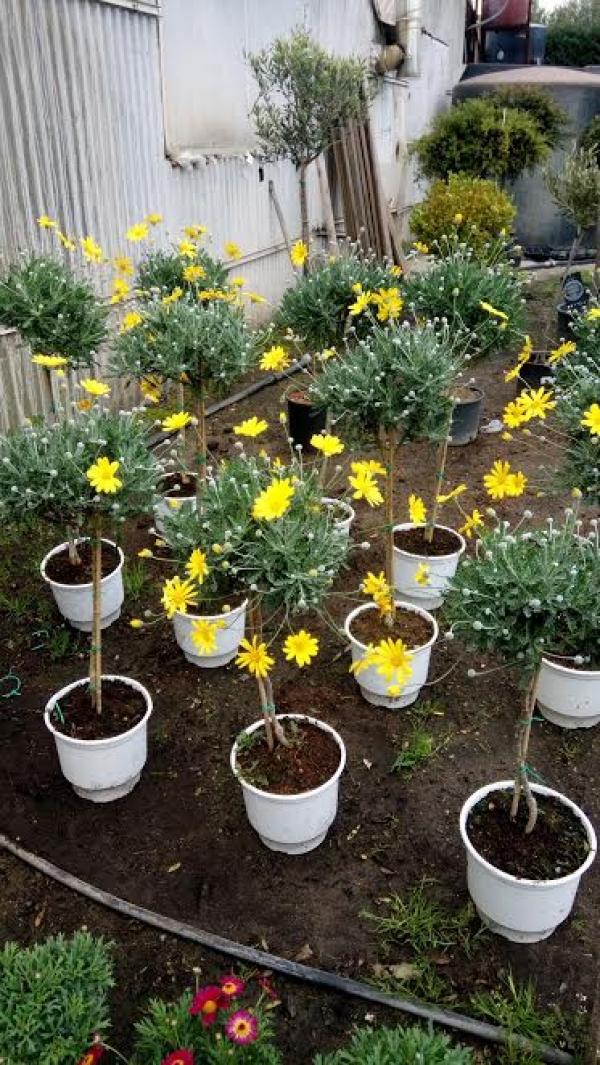 &Mu;&alpha;&rho;&gamma;&alpha;&rho;ί&tau;&alpha; &epsilon;&rho;ί&omicron;&pi;&alpha;&sigmaf; &sigma;&tau;&eta;&nu; &Kappa;&Epsilon;&Nu;&Tau;&Iota;&Alpha;