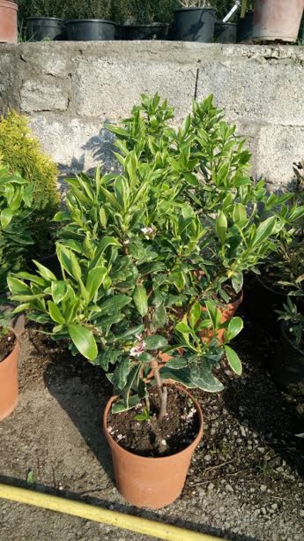 Daphne odara &sigma;&tau;&eta;&nu; &Kappa;&Epsilon;&Nu;&Tau;&Iota;&Alpha;