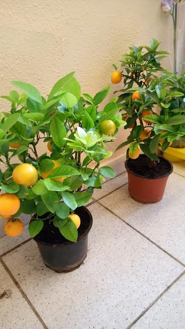 &Epsilon;&sigma;&pi;&epsilon;&rho;&iota;&delta;&omicron;&epsilon;&iota;&delta;ή &delta;έ&nu;&tau;&rho;&alpha; &nu;ά&nu;&omicron;&iota;:&kappa;ί&tau;&rho;&alpha; &kappa;&alpha;&iota; &kappa;&omicron;&upsilon;&mu; &kappa;&omicron;&upsilon;&alpha;&tau;