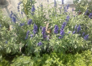 &Sigma;ά&lambda;&beta;&iota;&alpha; &sigma;&tau;&eta;&nu; &Kappa;&Epsilon;&Nu;&Tau;&Iota;&Alpha;