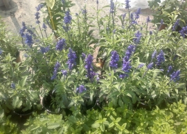 &Sigma;ά&lambda;&beta;&iota;&alpha; &sigma;&tau;&eta;&nu; &Kappa;&Epsilon;&Nu;&Tau;&Iota;&Alpha;