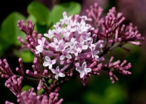 Ά&nu;&theta;&omicron;&sigmaf; &pi;&alpha;&sigma;&chi;&alpha;&lambda;&iota;ά&sigmaf;