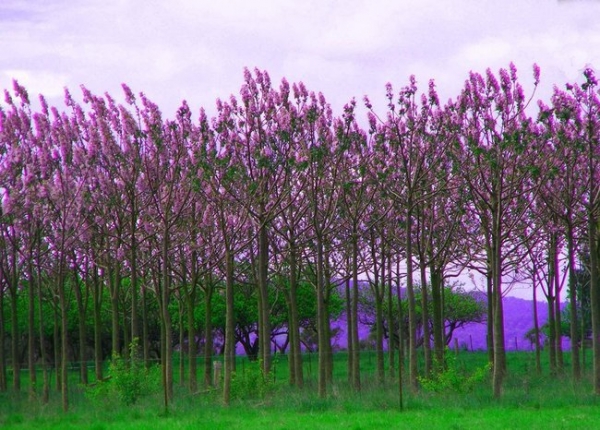 Paulonia flowered