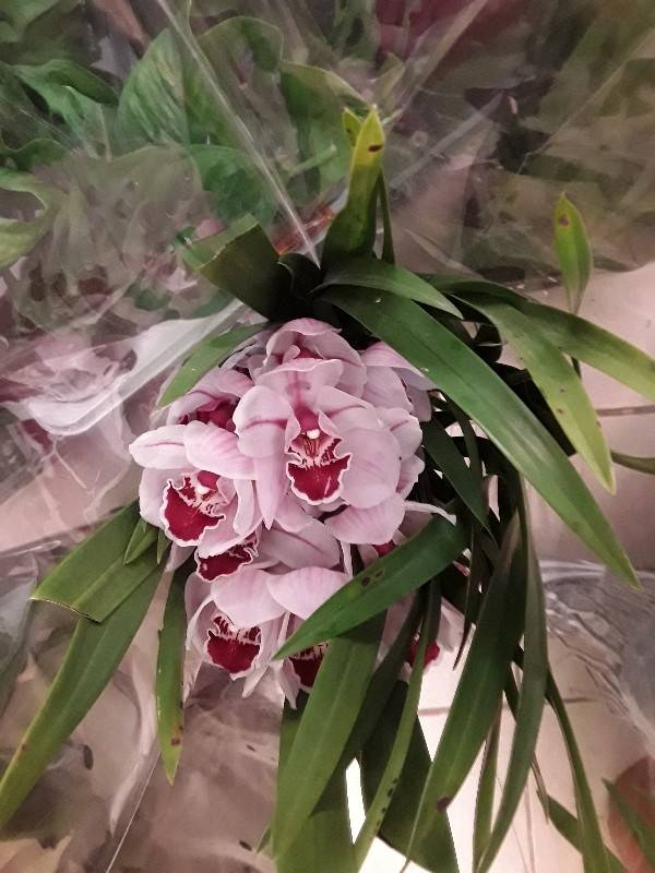 Cymbidium hybrid
