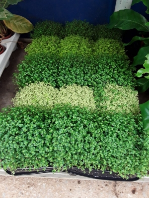 Soleirolia mix varieties