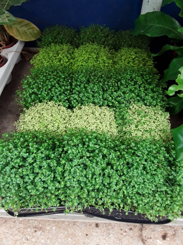 Soleirolia mix varieties