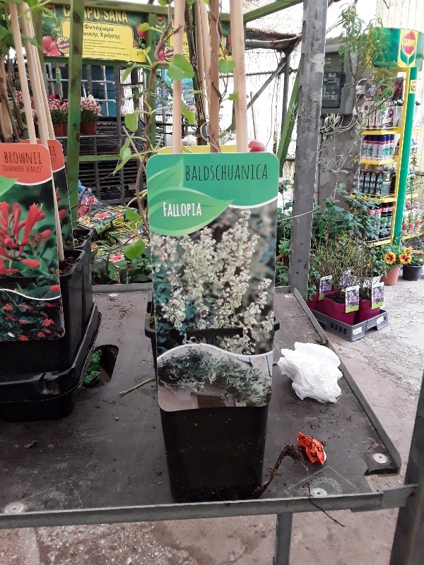 Fallopia baldschuanica: &eta; &tau;&epsilon;&lambda;&epsilon;&upsilon;&tau;&alpha;ί&alpha; &alpha;&nu;&tau;&iota;&gamma;&eta;&rho;&alpha;&nu;&tau;&iota;&kappa;ή &theta;&epsilon;&rho;&alpha;&pi;&epsilon;ί&alpha;