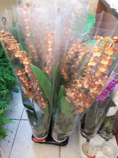 Cambria orchid catatanthe