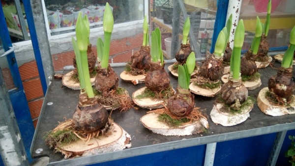 &Alpha;&mu;&alpha;&rho;&upsilon;&lambda;&lambda;ί&delta;&alpha; &sigma;&epsilon; special &delta;&iota;&alpha;&kappa;&omicron;&sigma;&mu;&eta;&tau;&iota;&kappa;ό pot