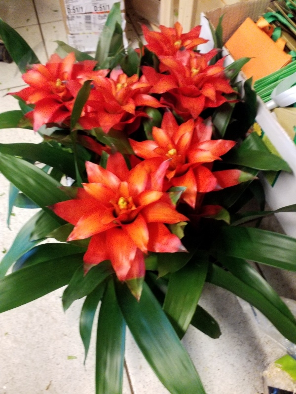 Guzmania ostara &sigma;&tau;&eta;&nu; &Kappa;έ&nu;&tau;&iota;&alpha;