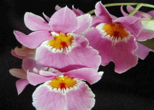 &Omicron;&rho;&chi;&iota;&delta;έ&alpha; &mu;&iota;&lambda;&tau;ό&nu;&iota;&alpha; &sigma;&tau;&eta;&nu; &Kappa;&Epsilon;&Nu;&Tau;&Iota;&Alpha;