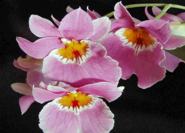 &Omicron;&rho;&chi;&iota;&delta;έ&alpha; &mu;&iota;&lambda;&tau;ό&nu;&iota;&alpha; &sigma;&tau;&eta;&nu; &Kappa;&Epsilon;&Nu;&Tau;&Iota;&Alpha;