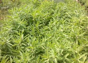 &Epsilon;&sigma;&tau;&rho;&alpha;&gamma;&kappa;ό&nu; &sigma;&tau;&eta;&nu; &Kappa;&Epsilon;&Nu;&Tau;&Iota;&Alpha;