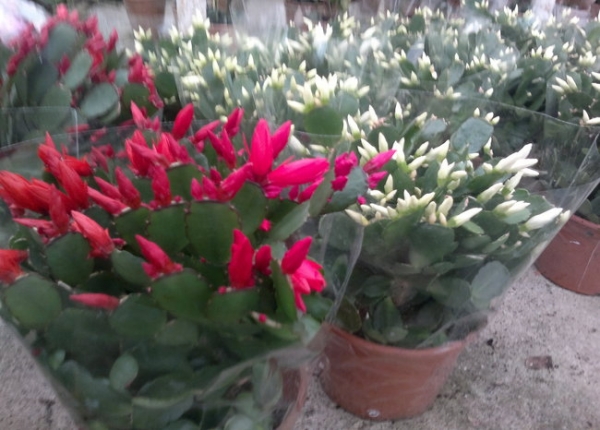 &Epsilon;&pi;ί&phi;&upsilon;&lambda;&lambda;&omicron; &kappa;ό&kappa;&kappa;&iota;&nu;&omicron; &kappa;&alpha;&iota; &lambda;&epsilon;&upsilon;&kappa;ό