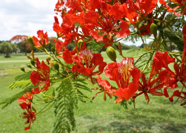 Royal poinciana