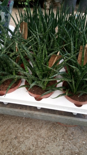 Sansevieria fernwood