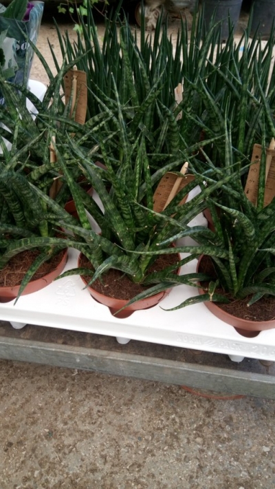 Sansevieria fernwood