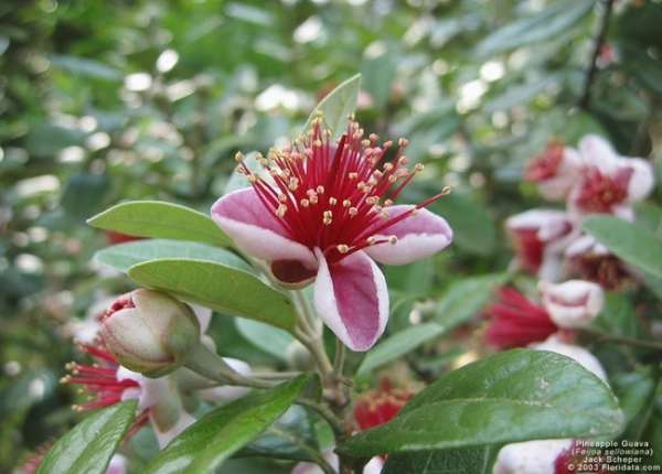 feijoa sellowiana