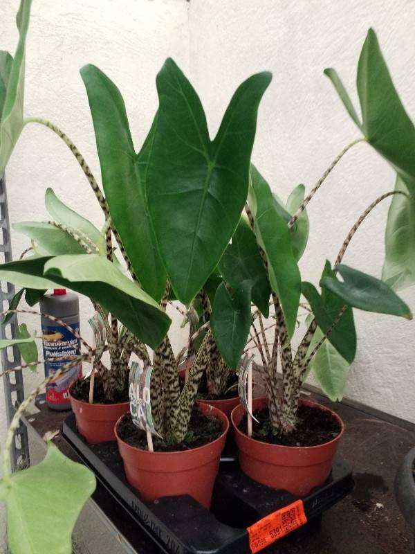 Alocasia zebrinus