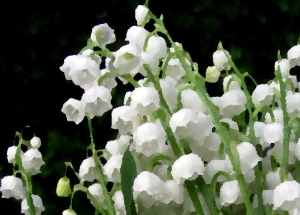 Ά&nu;&theta;&eta; &mu;&iota;&gamma;&kappa;έ