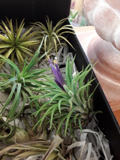 &Alpha;&nu;&theta;&iota;&sigma;&mu;έ&nu;&eta; &tau;&iota;&lambda;ά&nu;&tau;&sigma;&iota;&alpha; ionantha
